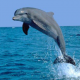 delfínek Mia