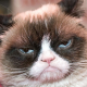 Grumpy cat .
