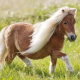 Horsegirl10