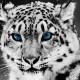 Sněžná Leopardice